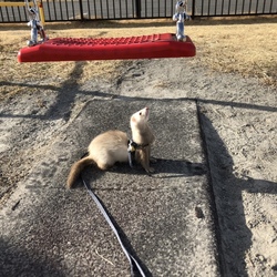 「デビューです」サムネイル2