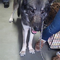 「保健所生活長かったかのこちゃんの旅立ち・・」サムネイル2