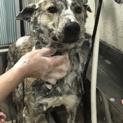 「保健所生活長かったかのこちゃんの旅立ち・・」サムネイル3