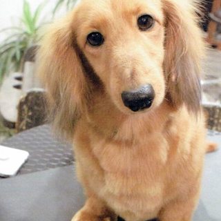 ☆つばき☆里親さま決定☆