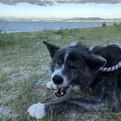 散歩は気持ちいい(*'▽')