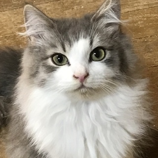 元気な子！スコティフォールド