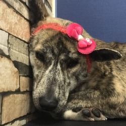 保健所っ子かのこちゃん編（第２段）