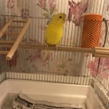 セキセイインコ、文鳥の里親を募集します。