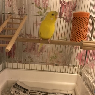 セキセイインコ、文鳥の里親を募集します。