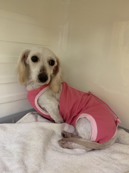 真っ白美人さん6才ルビィちゃん サムネイル2