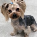 里親様決まりました。ヨーキー、しんちゃん