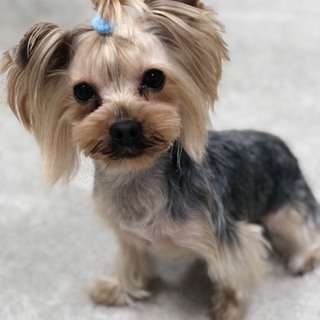 里親様決まりました。ヨーキー、しんちゃん