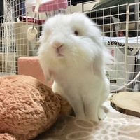 てん