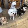 はなるなななせな