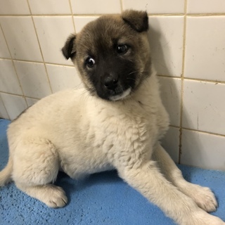 可愛い子犬ちゃんです。家族になって下さい。