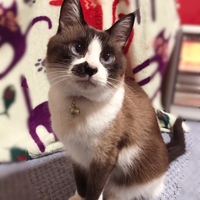 COCO