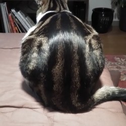 ビビに似た虫がいます