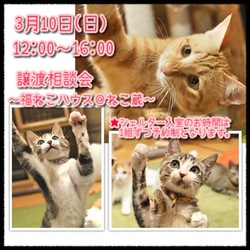 譲渡相談会〜福ねこハウス＠ねこ蔵〜