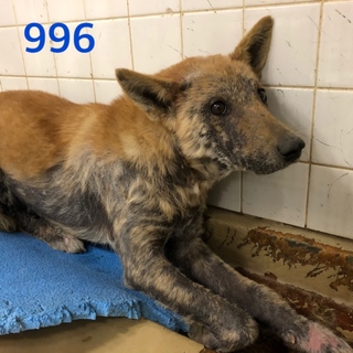 里親決定しました。