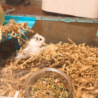 ホワイトフェイスロボロフスキー♂です！