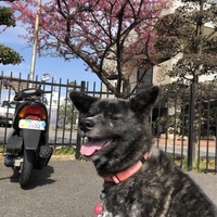 桃
