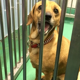 ダックス顔の中型メス元飼い犬・収容期限付き