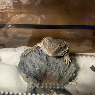 フトアゴヒゲトカゲ 食いしん坊です！