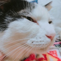 シロ
