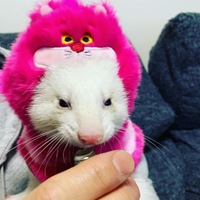 ウィズリー