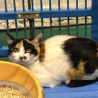 一時保護のため二匹は引き出されています