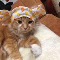 モコ