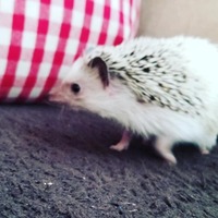 ポコ