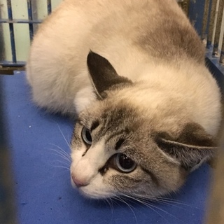 一時保護のため引き出されています