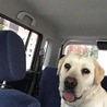 お出かけ大好き。自分で車に乗ってお利口さんです。