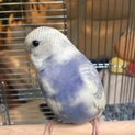 交渉中募集停止＊セキセイインコ＊スパングルパイド