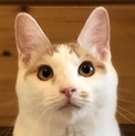 寂しん坊の茶白の女の子たまちゃん