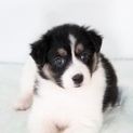 雑種の子犬 みつまめちゃん 里親募集！
