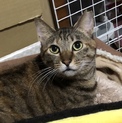 猫じゃらし大好き一緒に寝る甘えん坊