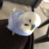ピロ ヴェンボーリオ