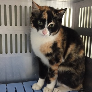 姉妹一緒に里親様決定！有難うございました！