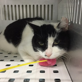 里親様決定！有難うございました。