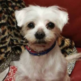 12〜3歳くらいのマルチーズMixの雪だるま君