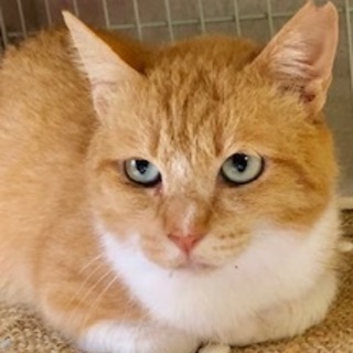 ちょっとビビリの甘えんぼの女の子　うららちゃん