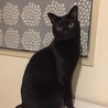 おすましくーちゃん