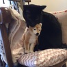 犬のぬいぐるみは好きかも