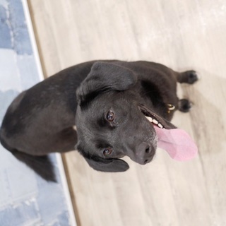 まだまだ若い〜2歳ラブラドールMixのなのここ