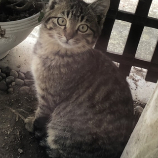 TNRでリターンに悩んでる可愛い仔猫です