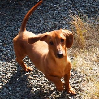 小柄なミニチュアスムースの男の子です。