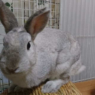 保護うさぎ/163ヨウちゃん