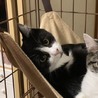 ちょっとビビリなレレくん サムネイル4