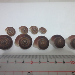 「「カンちゃん２世」孵化から8ヶ月（2/28）」サムネイル2