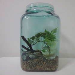 「「カンちゃん２世」孵化から8ヶ月（2/28）」サムネイル3