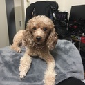 トイプードル♀ 