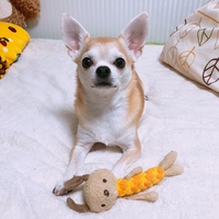 きなこ